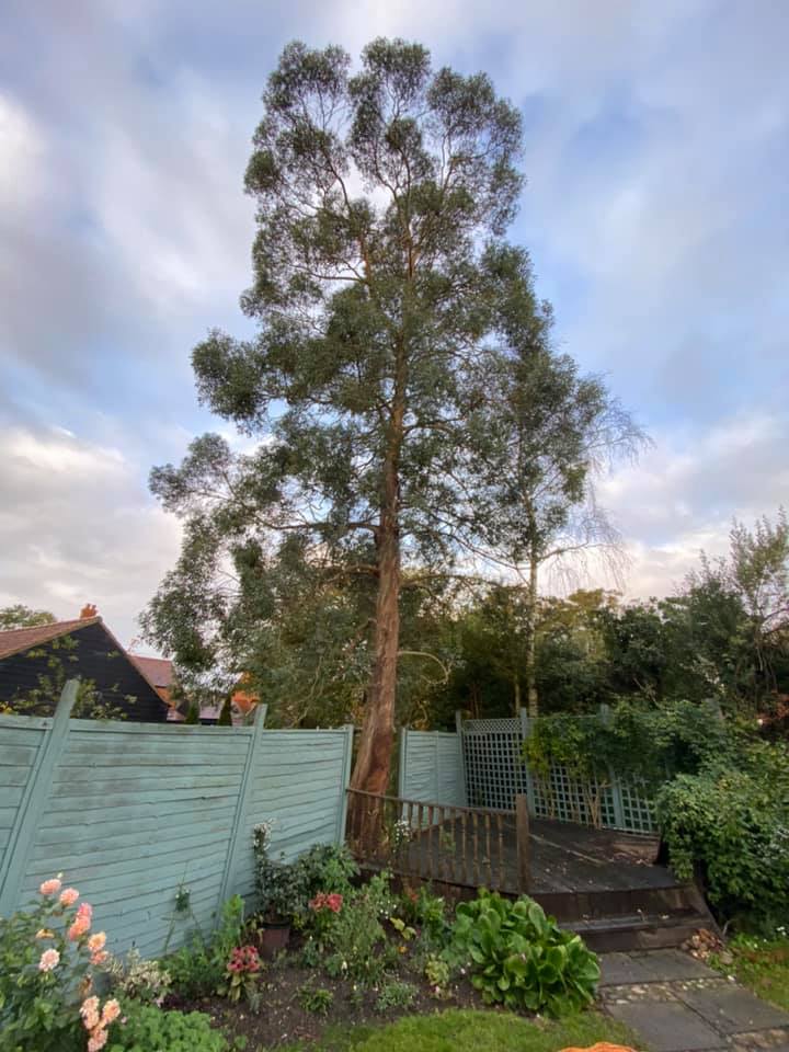 Eucalyptus tree removal