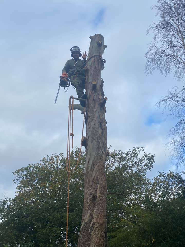 Eucalytpus tree removal oct 16-2020