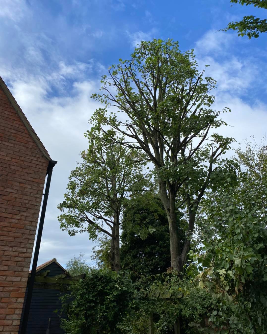 after sycamore tree crown reduction oct5-2020