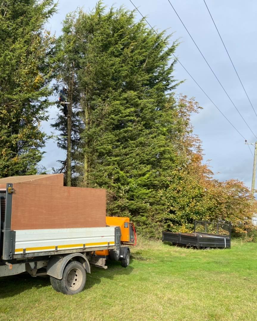 conifer removal 2 Oct. 24-2020