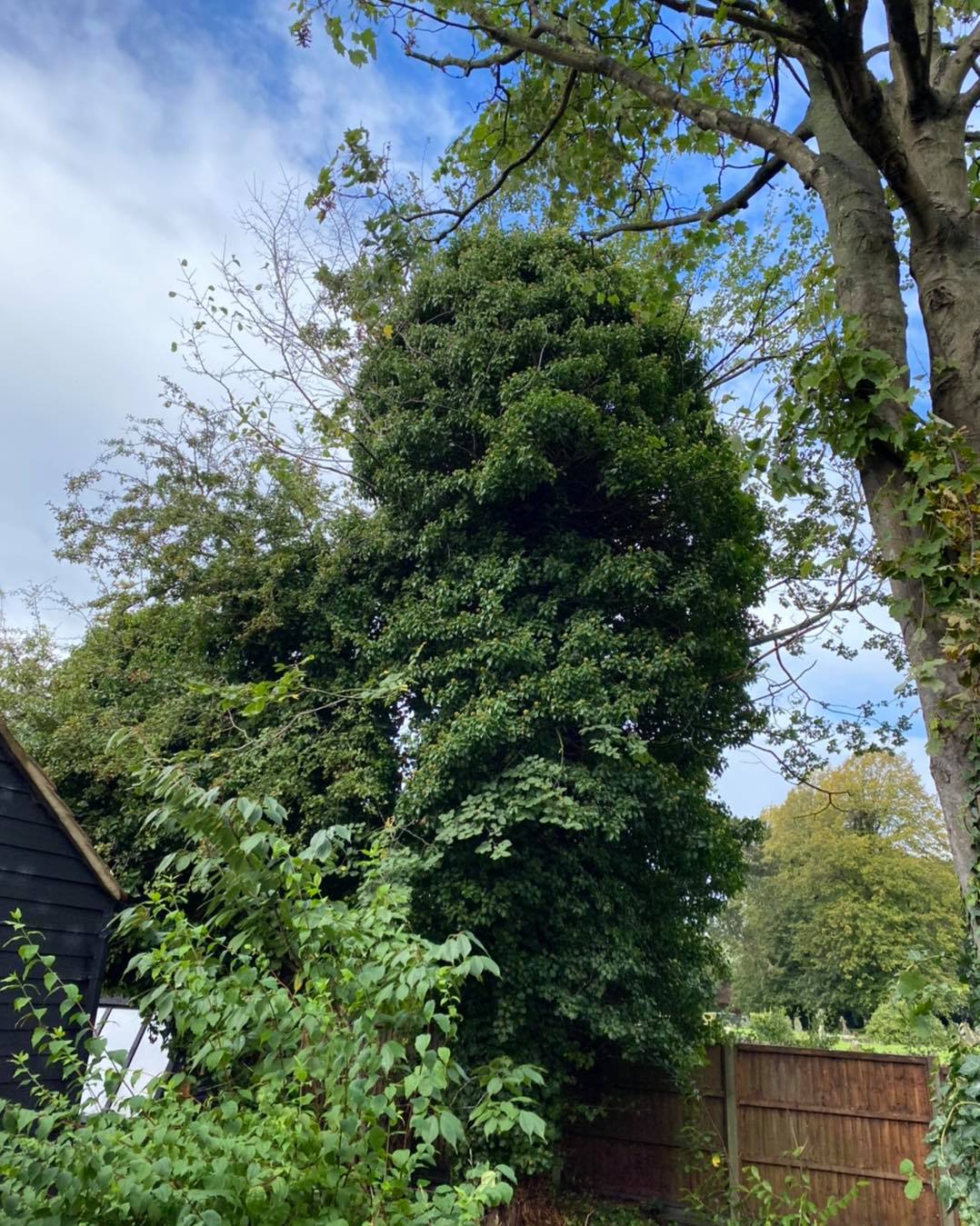 ivy cladded elm tree oct6-2020