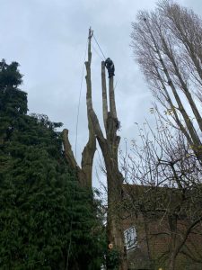 poplar tree takedown - Nov11-2020