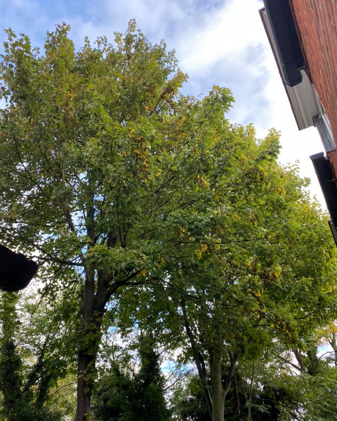 sycamore tree crow reduction oct5-2020