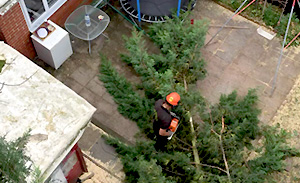 emergency-tree-work