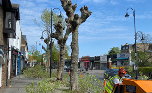 roadside-tree-clearance