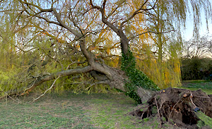 storm-tree