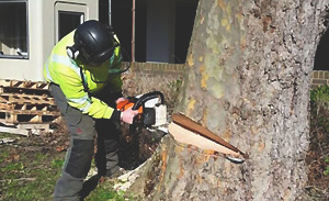 tree-felling